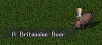 boar.jpg