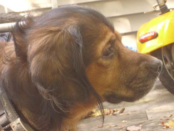 This is Jack. He was an excellent dog. He has departed, somehow his hind legs became paralyzed ( no one really knows what happened or what caused it, I suspect it is a medical problem common to the breed) and he had to be put down, unfortunately.