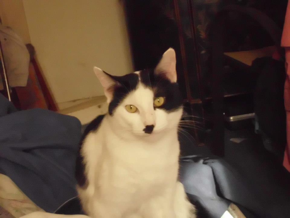 This is my cat Oreo. I am kinda partial to him. My brother named him after yes the brand of cookie.