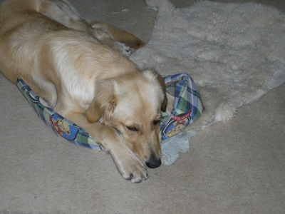 Bed Tails 2.jpg