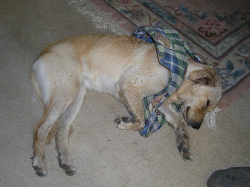 Bed Tails 3.jpg