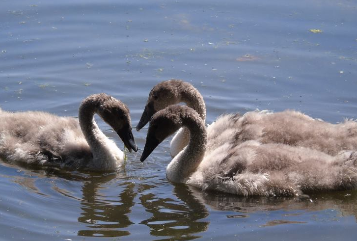 cygnets.PNG