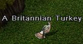 turkey.jpg