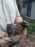 Animal Lore 120. Baby squirrels are delicious!!