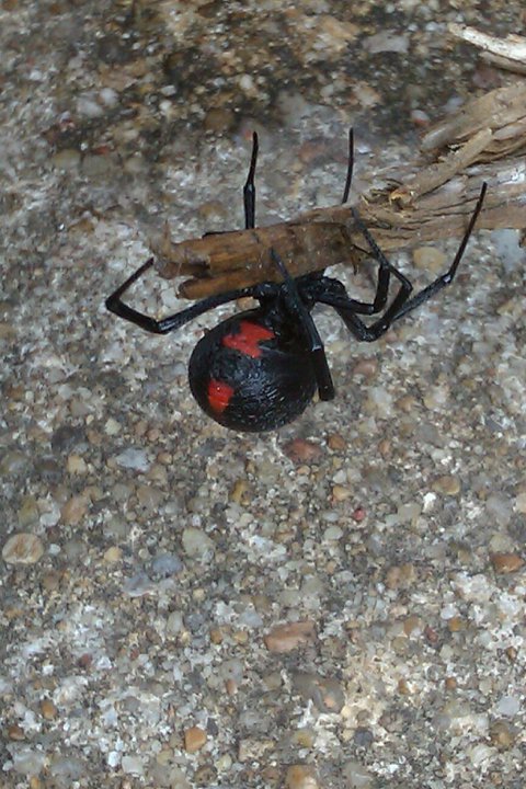 black widow.jpg