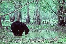 swamp bear.jpg