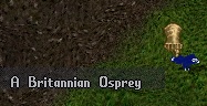 osprey.jpg