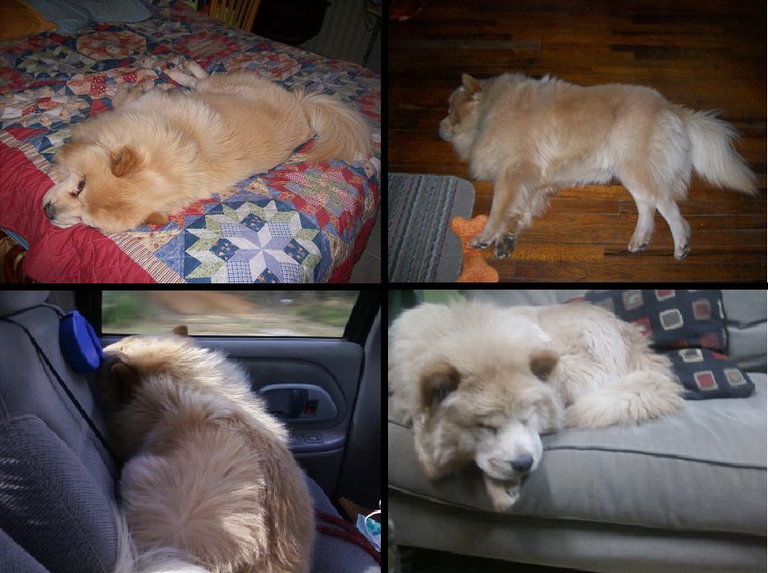 Napping.jpg