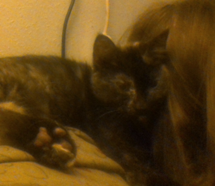 meesha.jpg