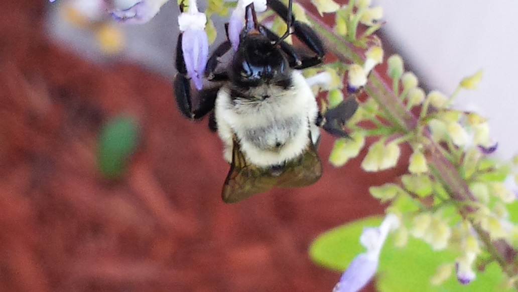 Natures little busy bodies