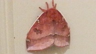 A very pretty Moth