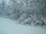 Out back, tree line.jpg