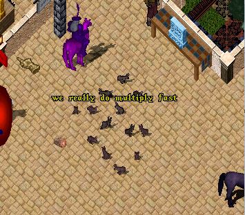 bunnyinvasion.JPG