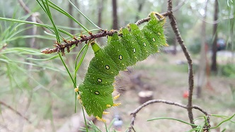 Imperial Moth caterpillar