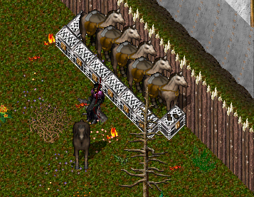 Always build a safe camp for the animals before going to a fight... they packies were greatful