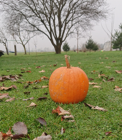 2020-11-27 pumpkin - who is hiding in my back yard.png