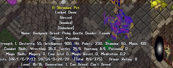 picky beetle.jpg