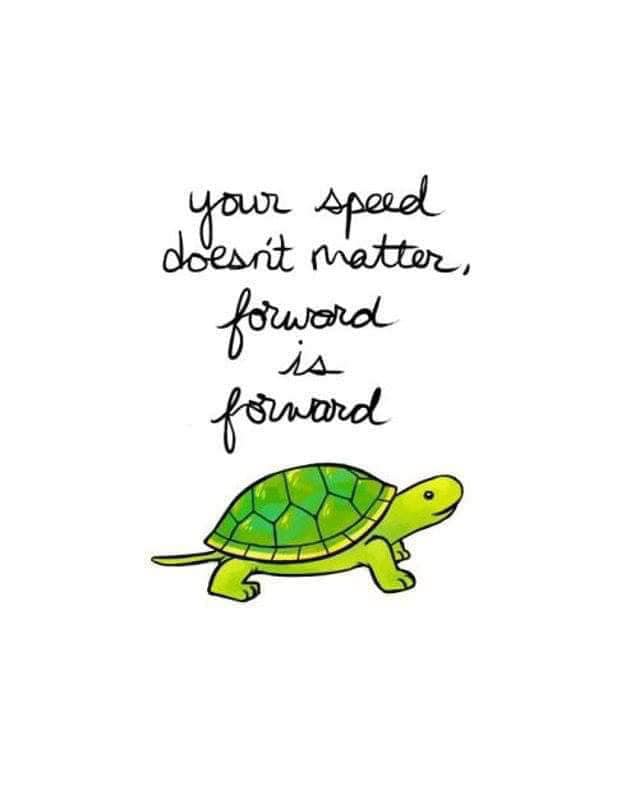 turtle.jpg