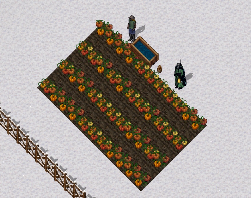 Pumpkins.jpg